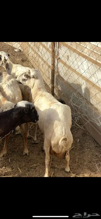 تم البيع 6