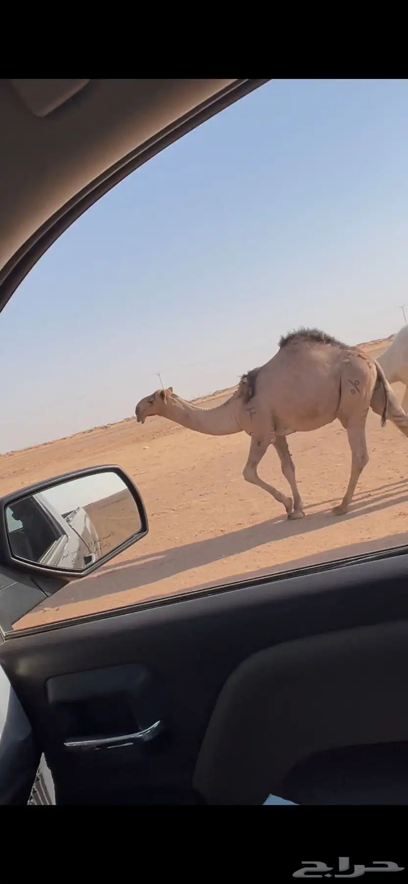 قعدان بواتل للبيع في مزرعه الامير index