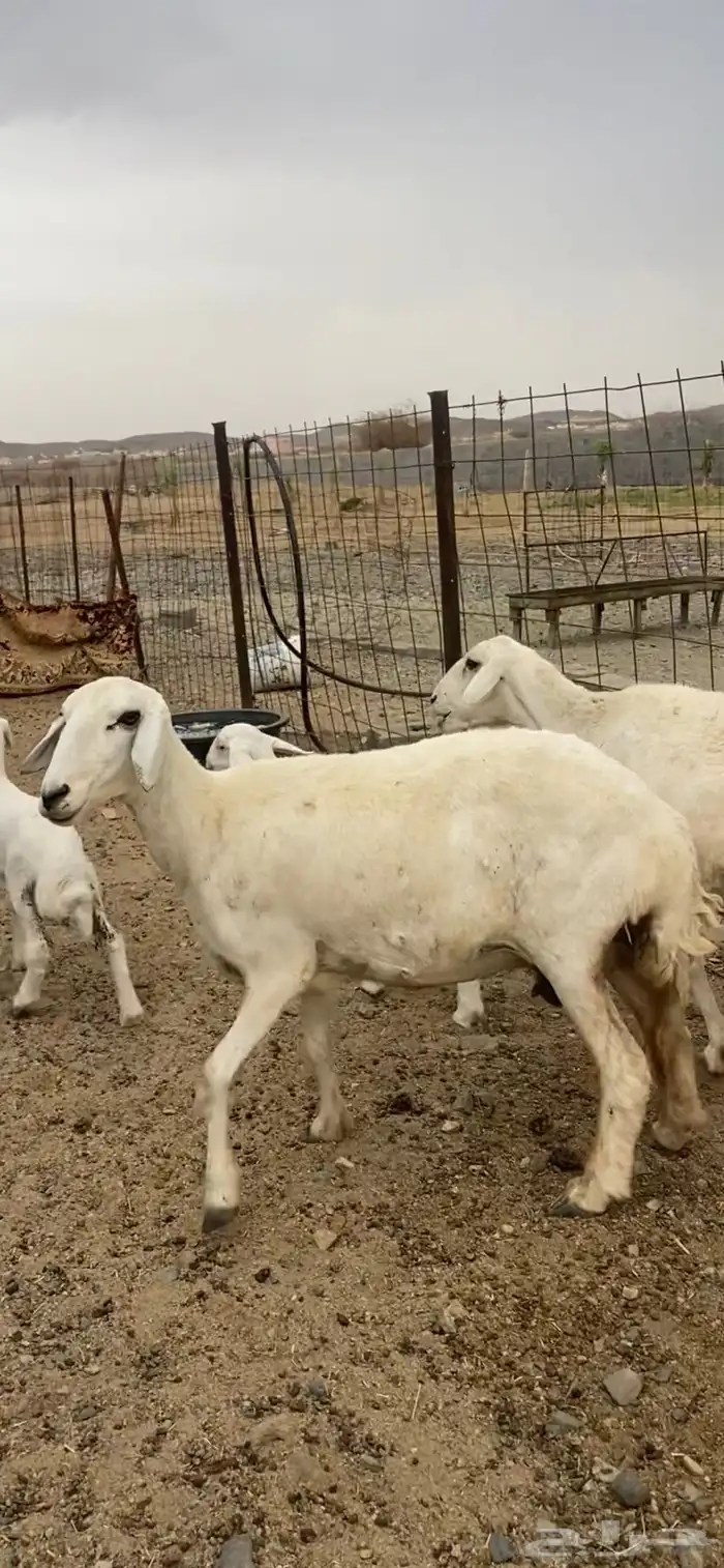 تم  البيع 0