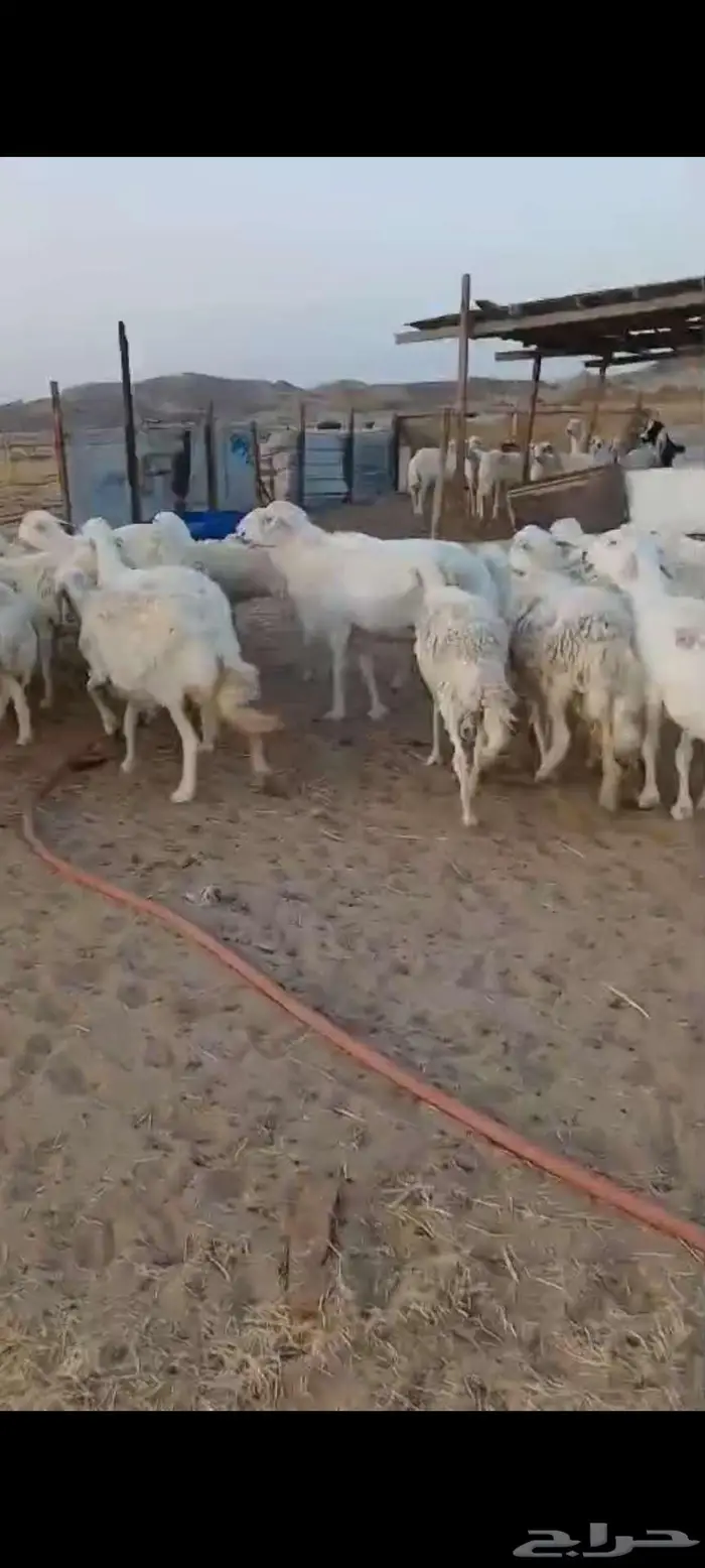 ضان دفيع وضريع وخلفات. ورخال 10