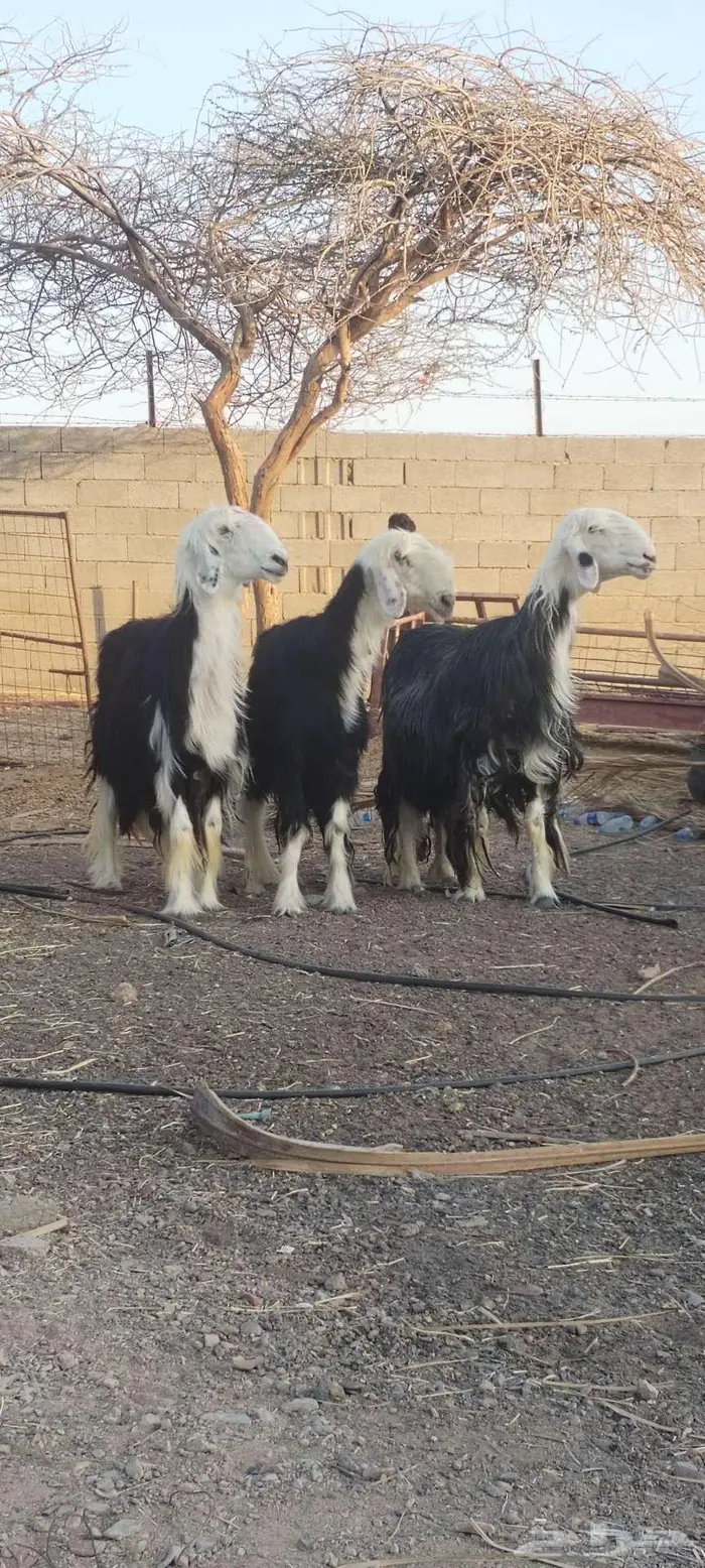 نعاج نجد صنف. 2