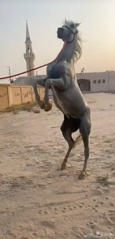 السلام عليكم اعرض لكم حصان واهو 4