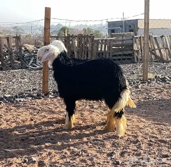 رخال نجد جذعات 4