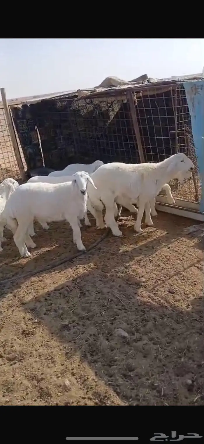طليان العدد 10 5