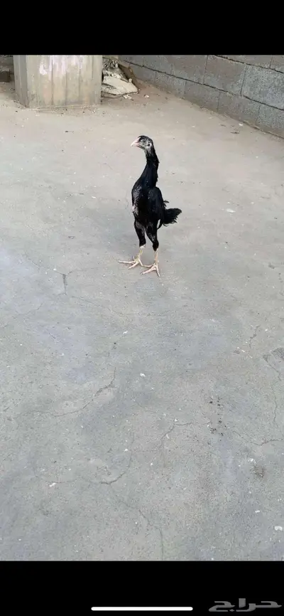فرخين شامو هزاز 1