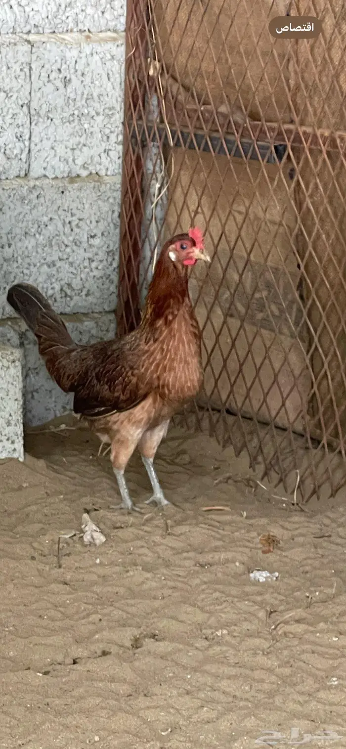 فروخ دجاج عربي 11