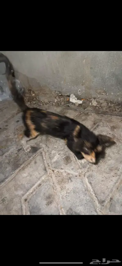 كيتن صغير جدا عمره اقل من شهر مااقدر اخذه لاني مسافره 0