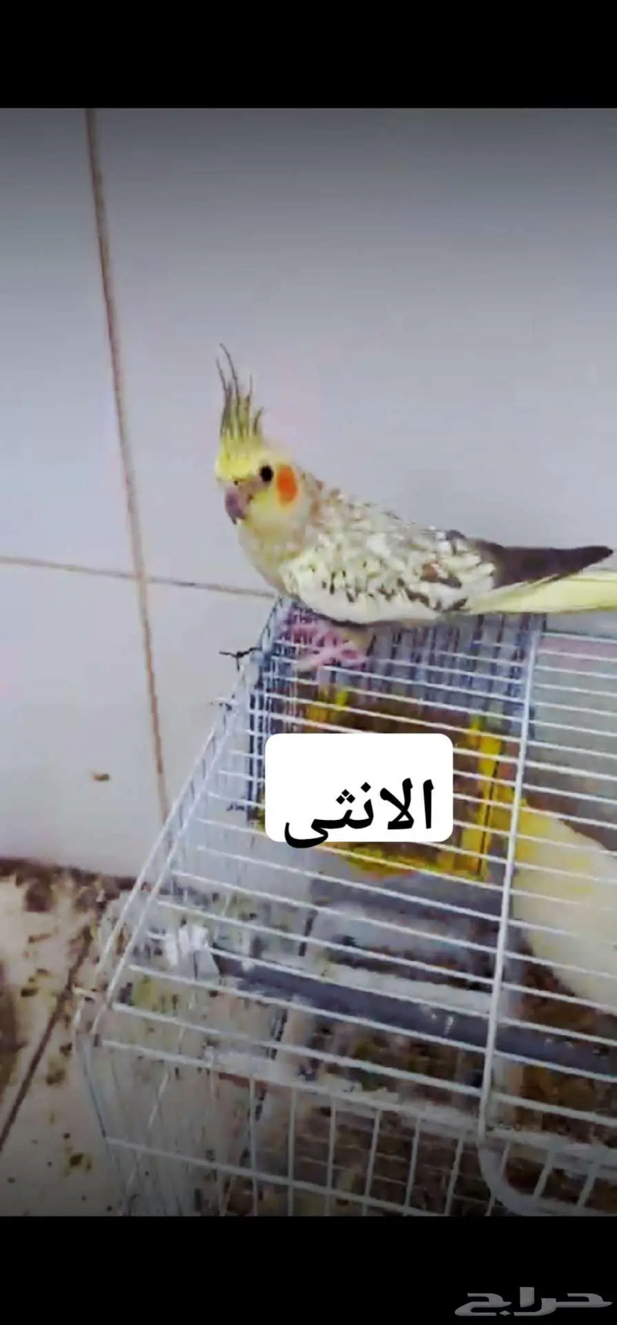 زوج كروان هولندي ب إنتاجه index