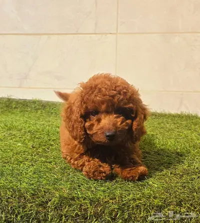 Poodle 10