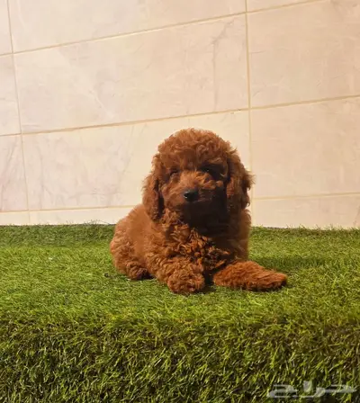 Poodle 11