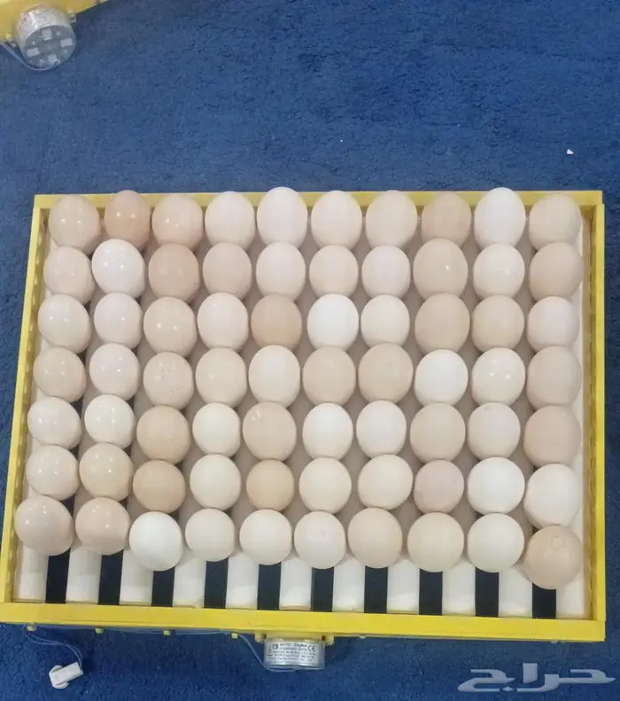 فقاسة بيض اتماتيك 500 بيضة 6