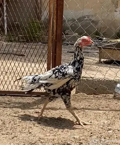 دجاجتين سندي فوليا وديكين ميوالي 1