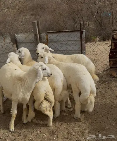 ذبايح طليان حري سواكن مع الذبح والتوصيل 1