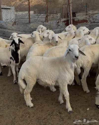 ذبايح طليان حري سواكن مع الذبح والتوصيل 9