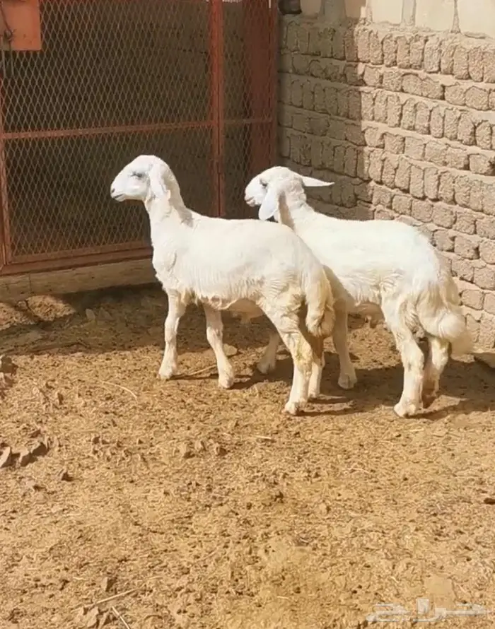 للبيع بهم ماعز بيشي واثنين طليان تم البيع 0