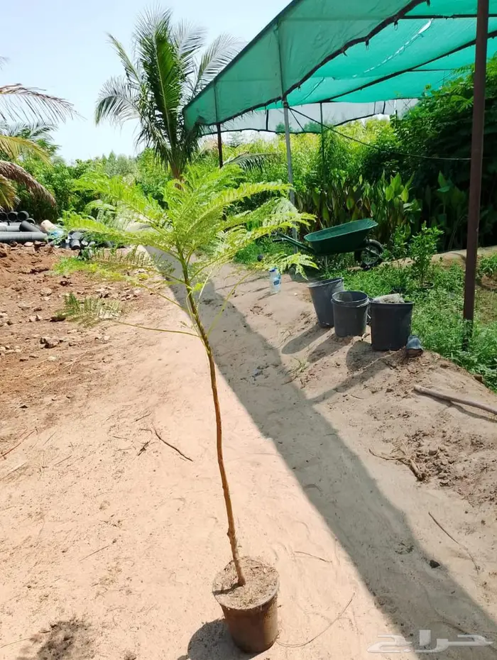 شتلات وأشجار بأسعار الجملة كميات مفتوحة 1