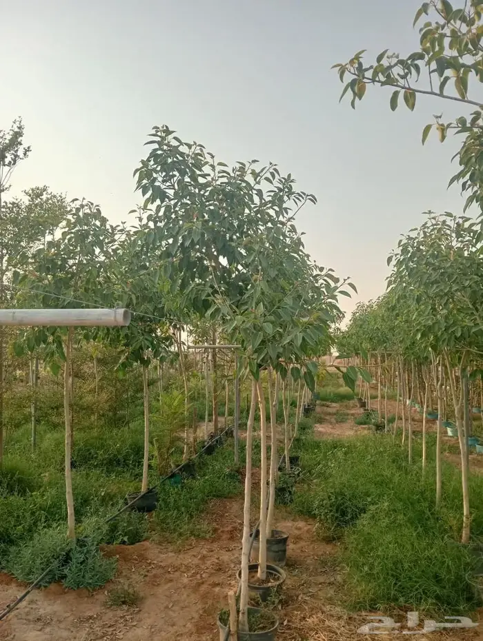 شتلات وأشجار بأسعار الجملة كميات مفتوحة 37