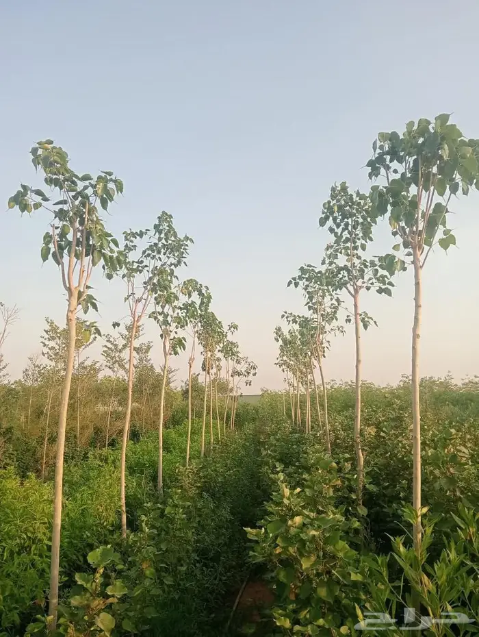 شتلات وأشجار بأسعار الجملة كميات مفتوحة 36