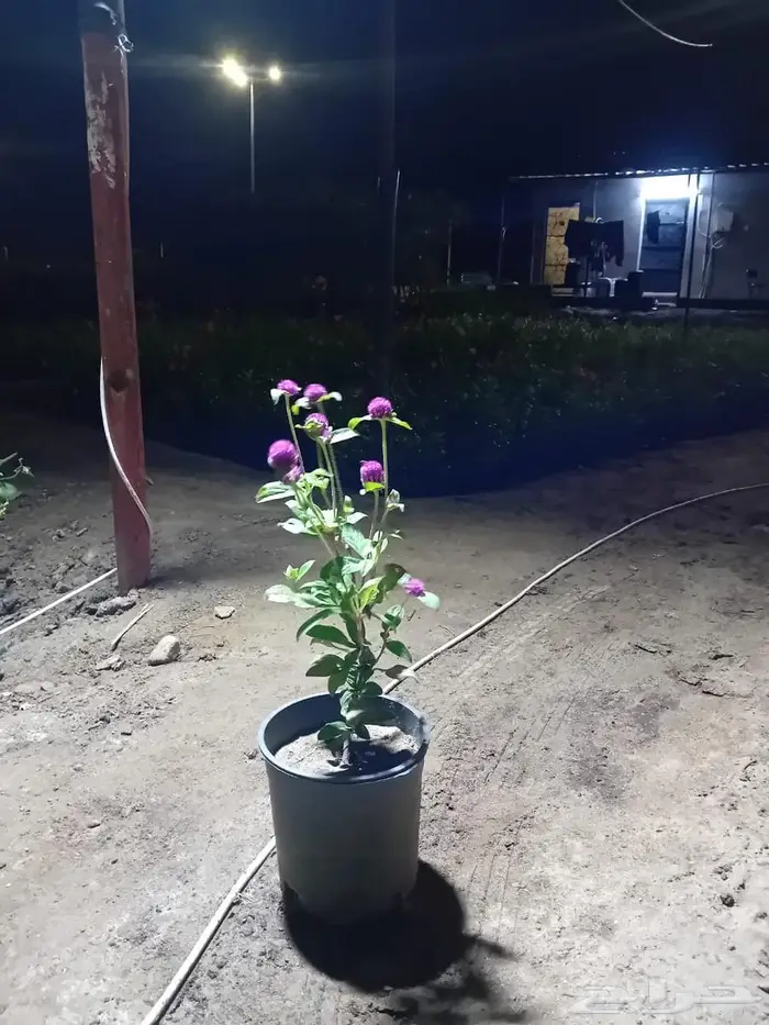 شتلات وأشجار بأسعار الجملة كميات مفتوحة 6