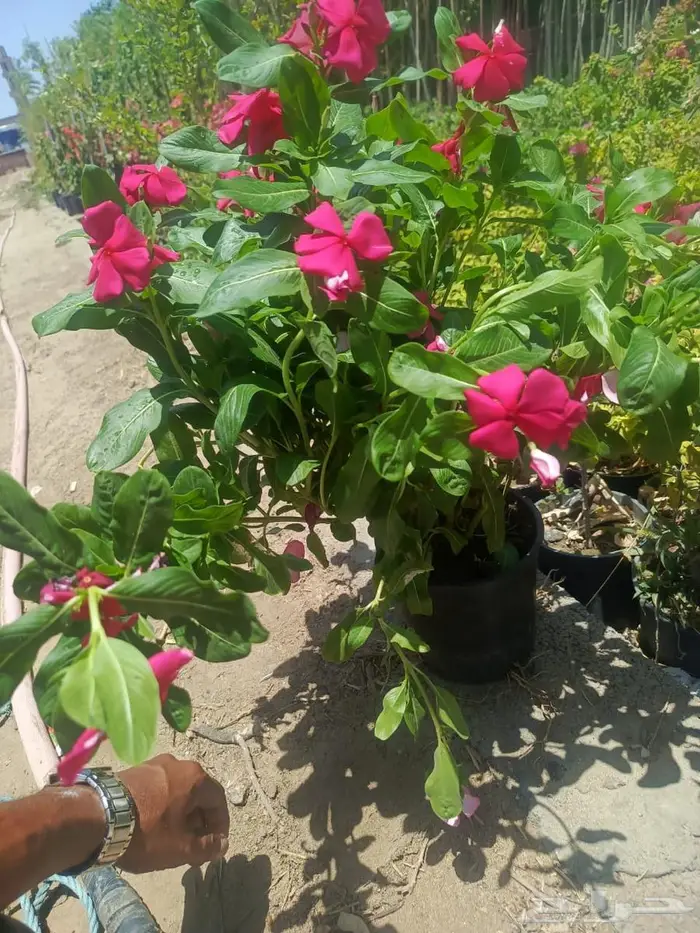 شتلات وأشجار بأسعار الجملة كميات مفتوحة 17