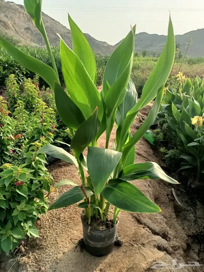 شتلات وأشجار بأسعار الجملة كميات مفتوحة 16