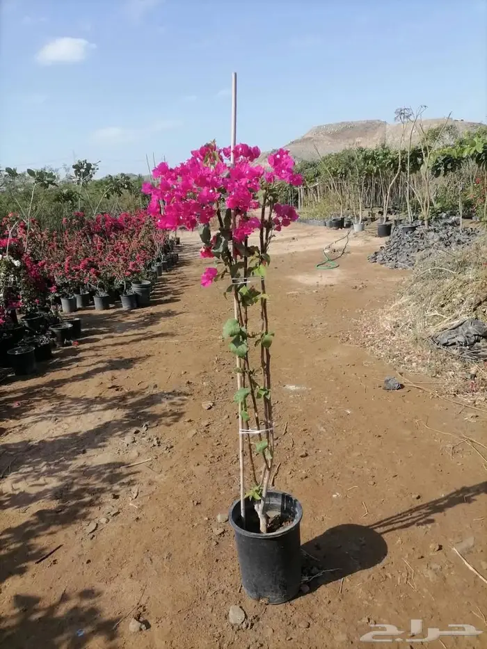 شتلات وأشجار بأسعار الجملة كميات مفتوحة 18