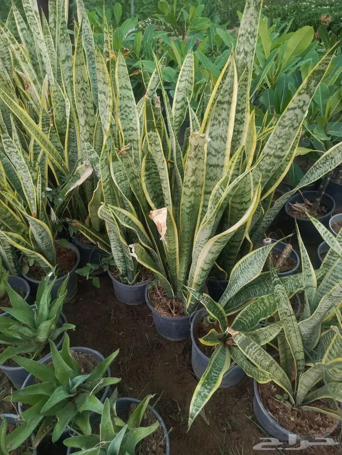 شتلات وأشجار بأسعار الجملة كميات مفتوحة 19