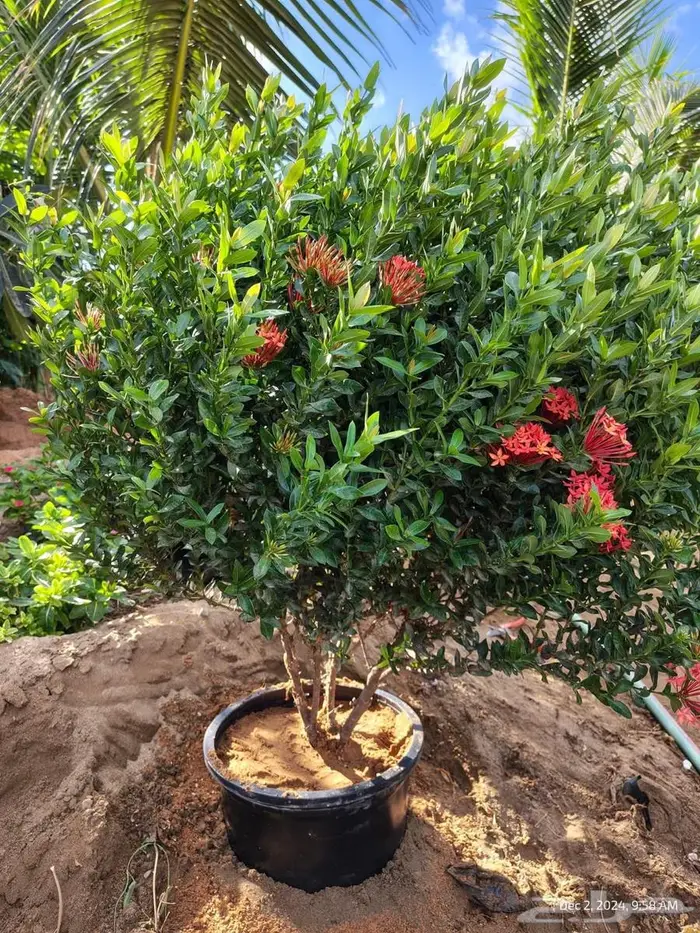 شتلات وأشجار بأسعار الجملة كميات مفتوحة 21