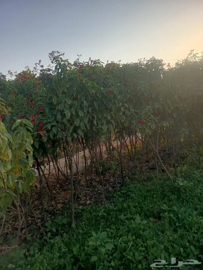 شتلات وأشجار بأسعار الجملة كميات مفتوحة 29