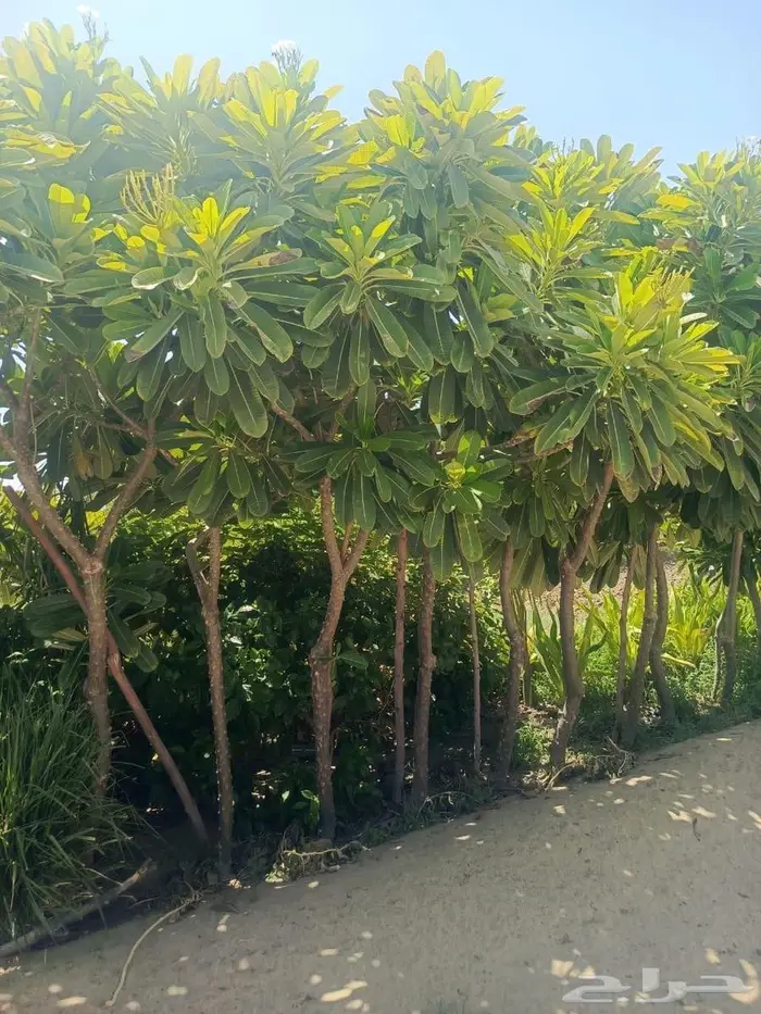 شتلات وأشجار بأسعار الجملة كميات مفتوحة 24