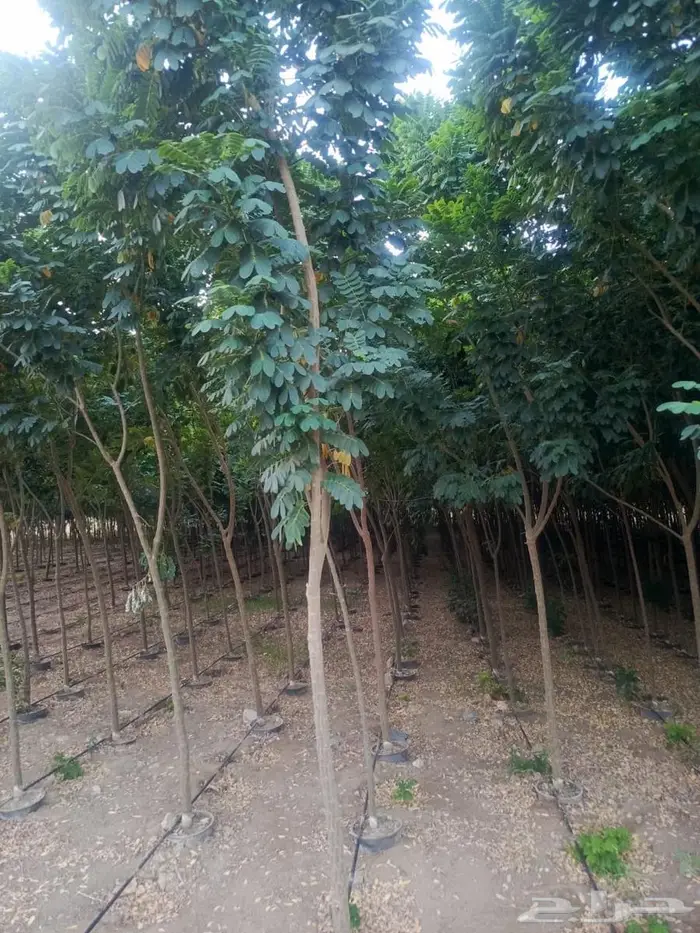 شتلات وأشجار بأسعار الجملة كميات مفتوحة 32