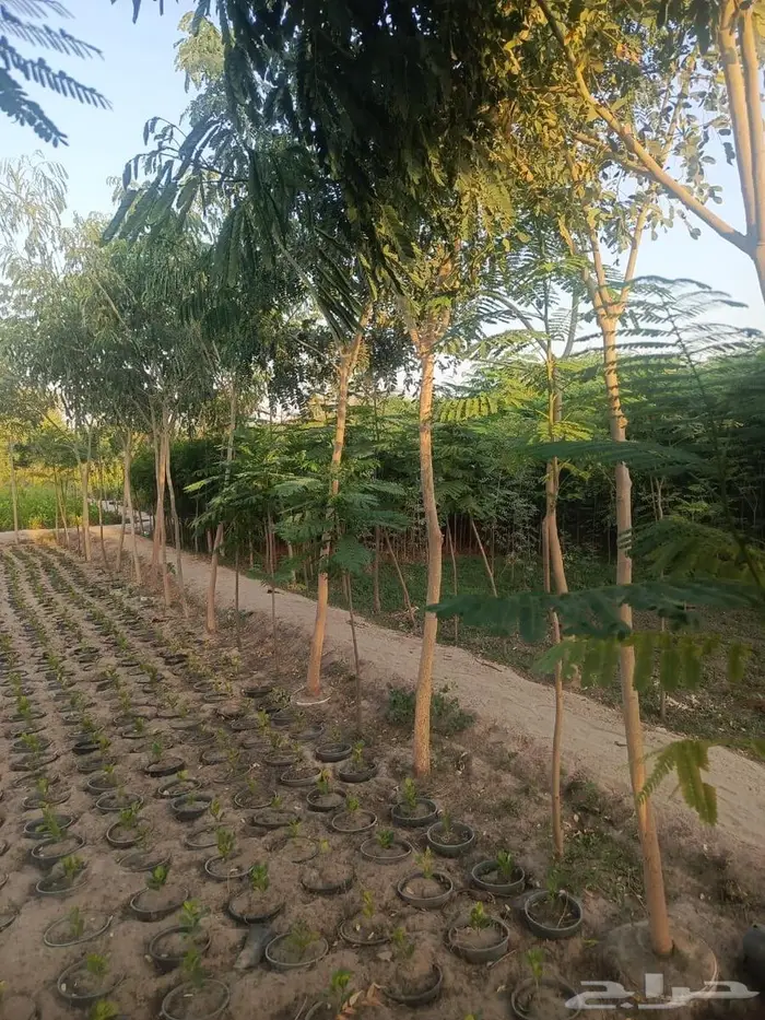 شتلات وأشجار بأسعار الجملة كميات مفتوحة 23