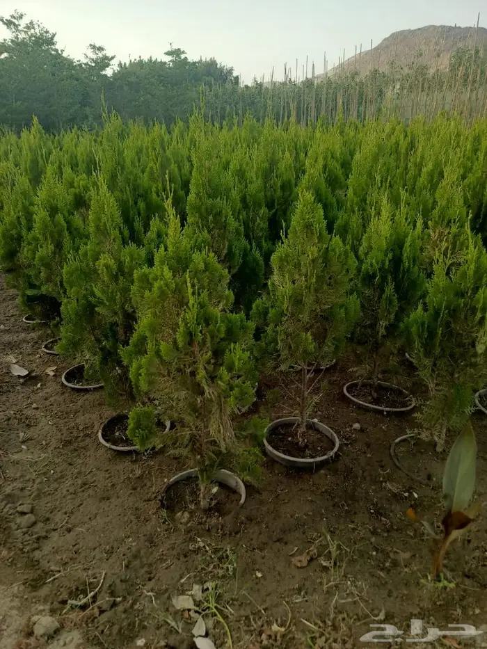 شتلات وأشجار بأسعار الجملة كميات مفتوحة 38