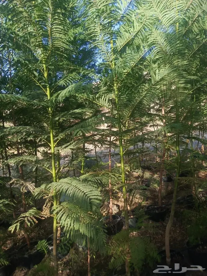 شتلات وأشجار بأسعار الجملة كميات مفتوحة 30