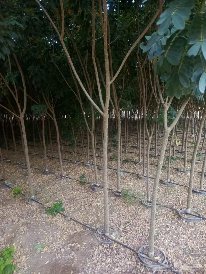 شتلات وأشجار بأسعار الجملة كميات مفتوحة 31