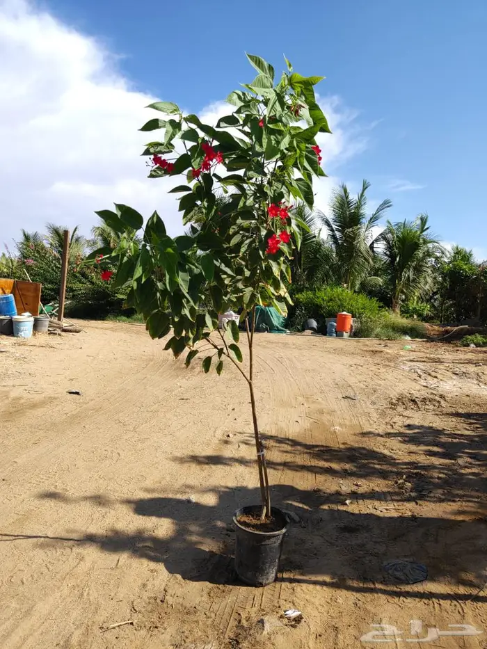 شتلات وأشجار بأسعار الجملة كميات مفتوحة 34