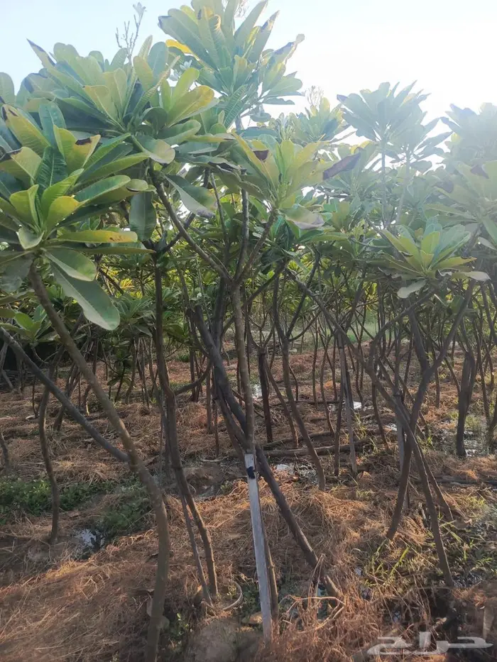 شتلات وأشجار بأسعار الجملة كميات مفتوحة 28