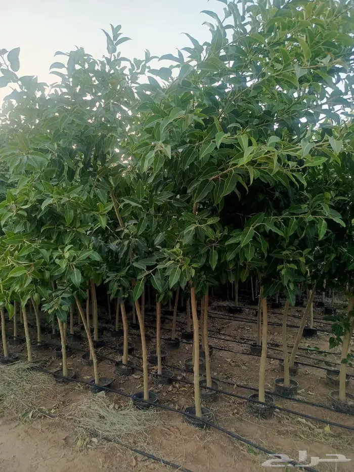 شتلات وأشجار بأسعار الجملة كميات مفتوحة 22