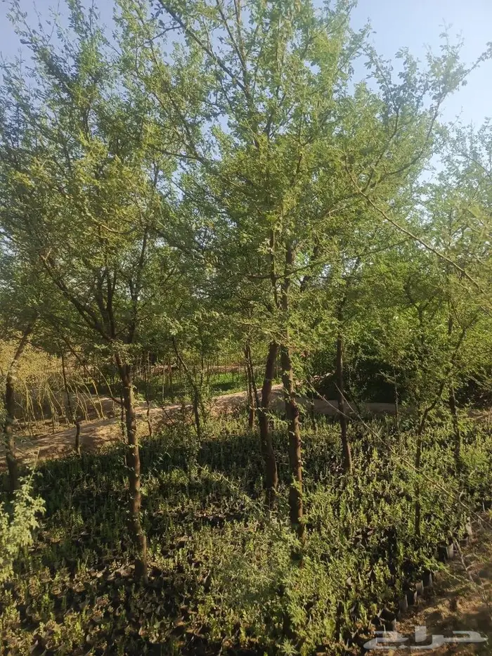 شتلات وأشجار بأسعار الجملة كميات مفتوحة 33