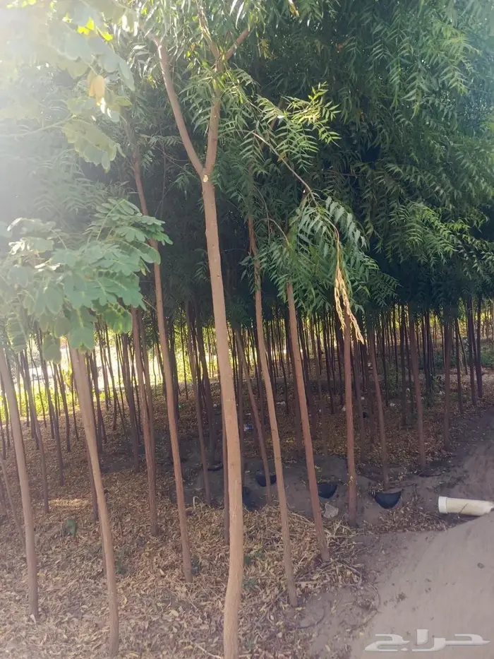 شتلات وأشجار بأسعار الجملة كميات مفتوحة 27