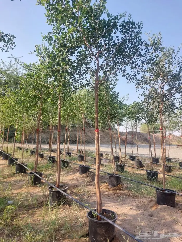 شتلات وأشجار بأسعار الجملة كميات مفتوحة 42