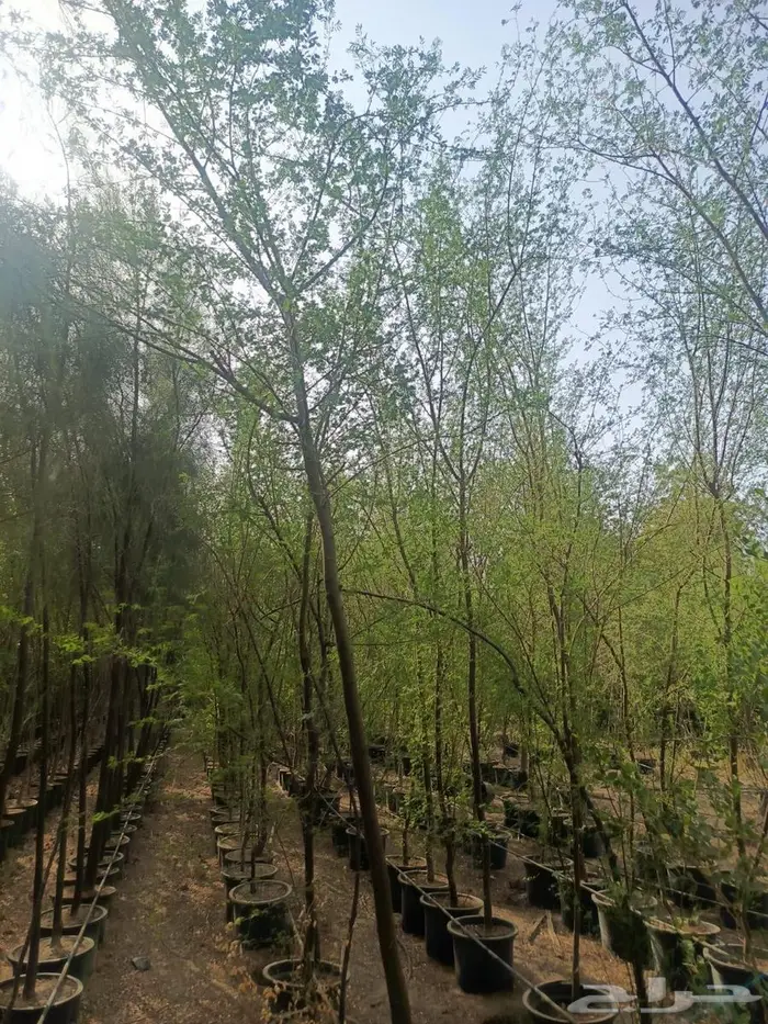 شتلات وأشجار بأسعار الجملة كميات مفتوحة 41