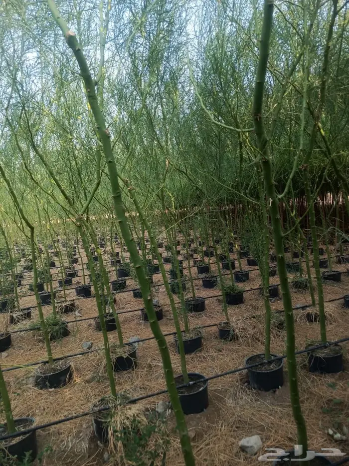 شتلات وأشجار بأسعار الجملة كميات مفتوحة 40