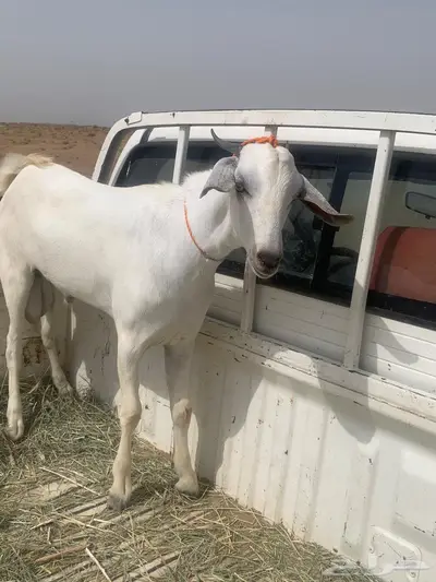 الحوامظة 2