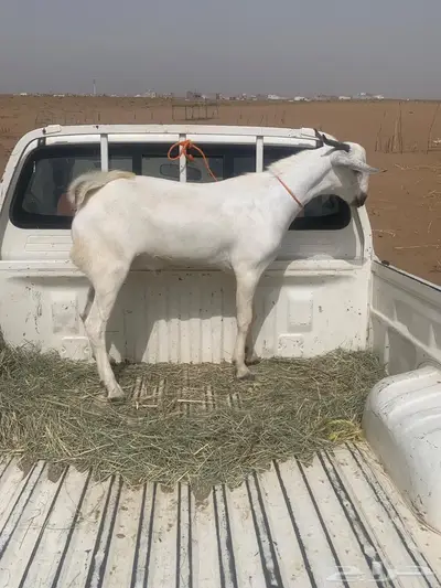 الحوامظة 1