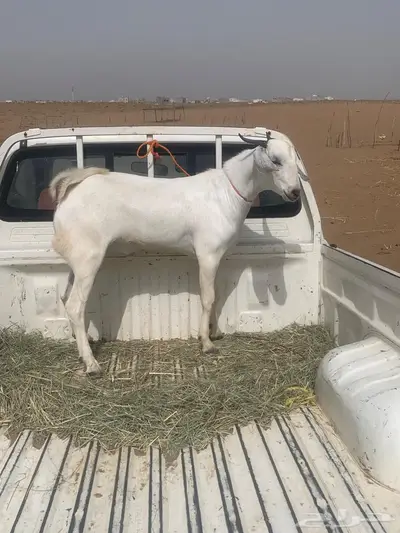 الحوامظة 0