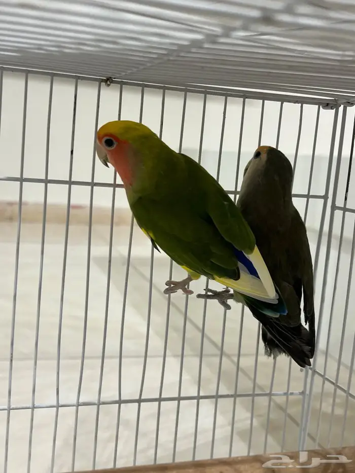 جوز روز مع فروخه 3