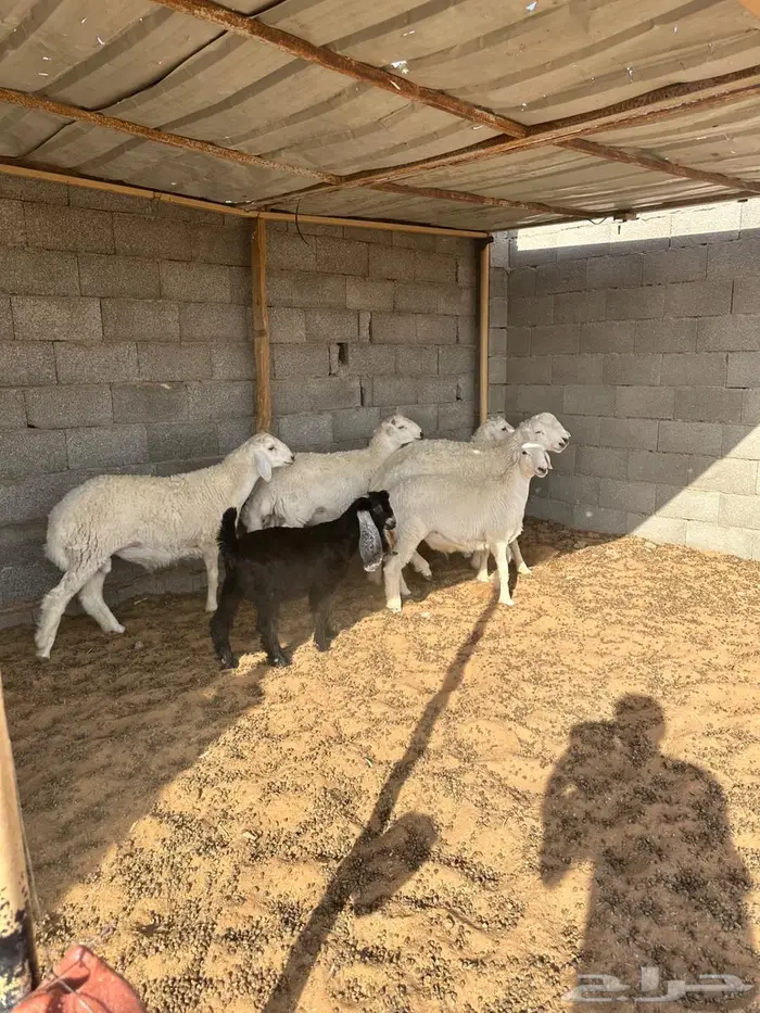 خرفان طيبه 0