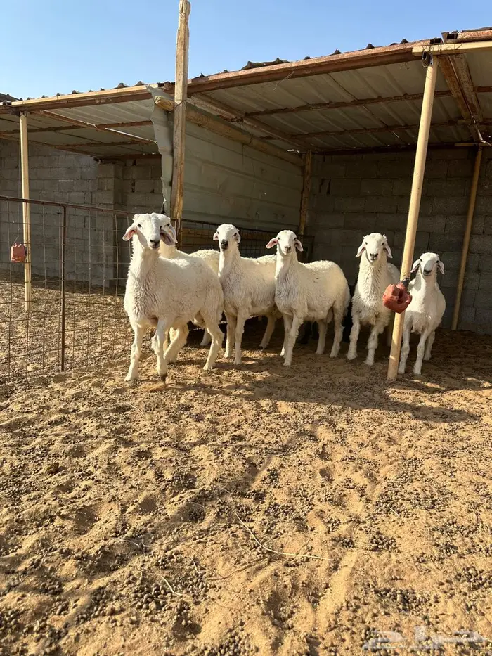 خرفان طيبه 2