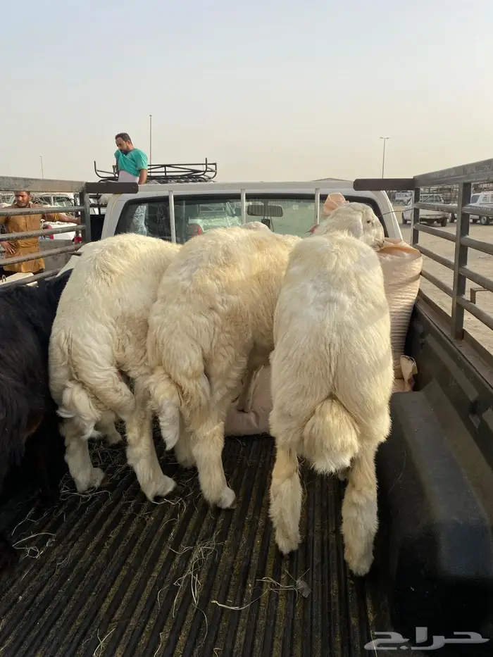 طليان حريه للمناسبات وللثلاجه 1